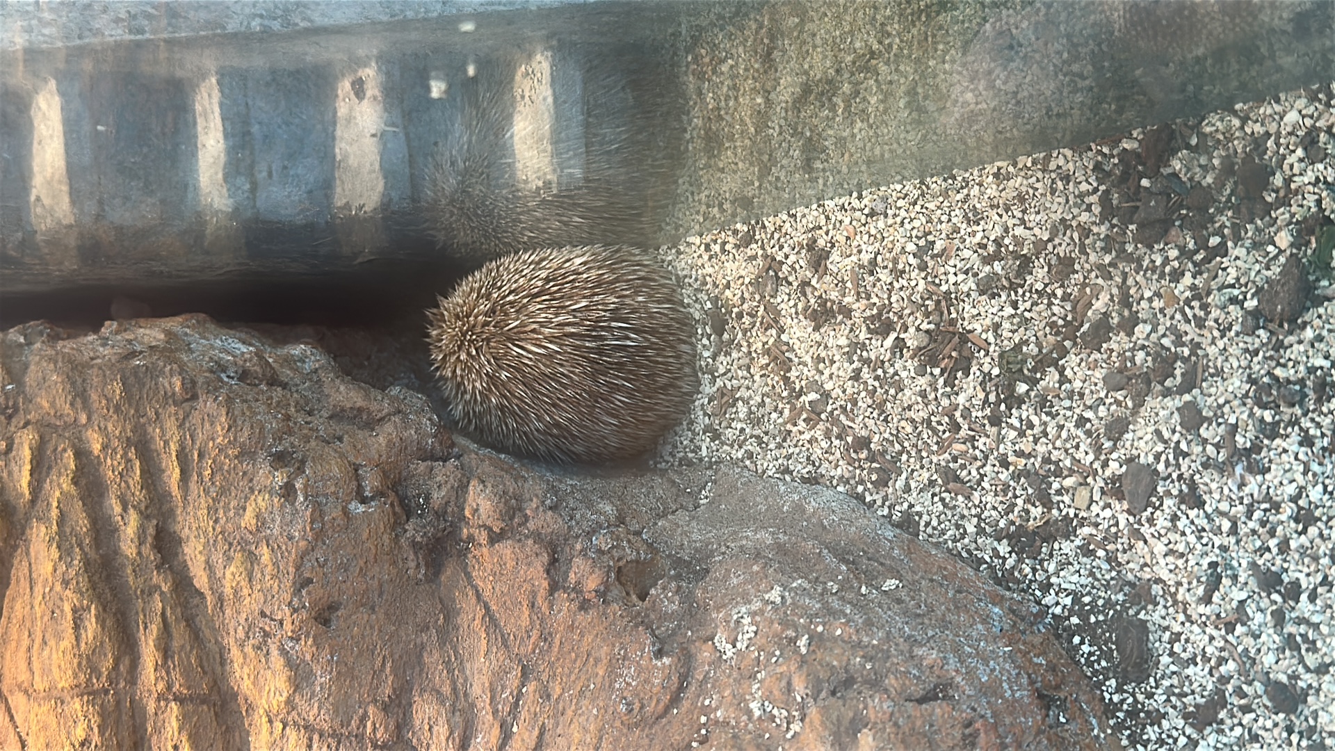 Short-beaked Echidna (Tachyglossus aculeatus) featured animal image on AnimalDex