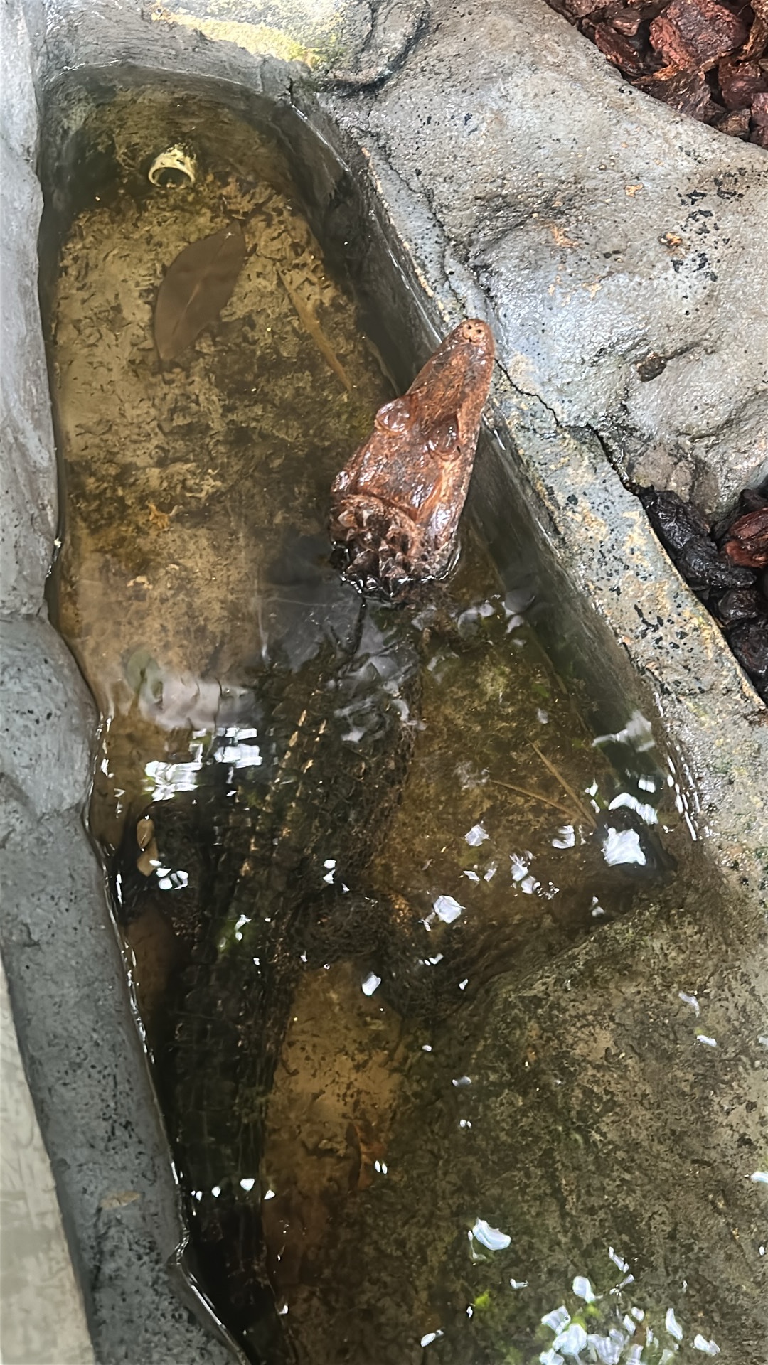Siamese Crocodile (Crocodylus siamensis) featured animal image on AnimalDex