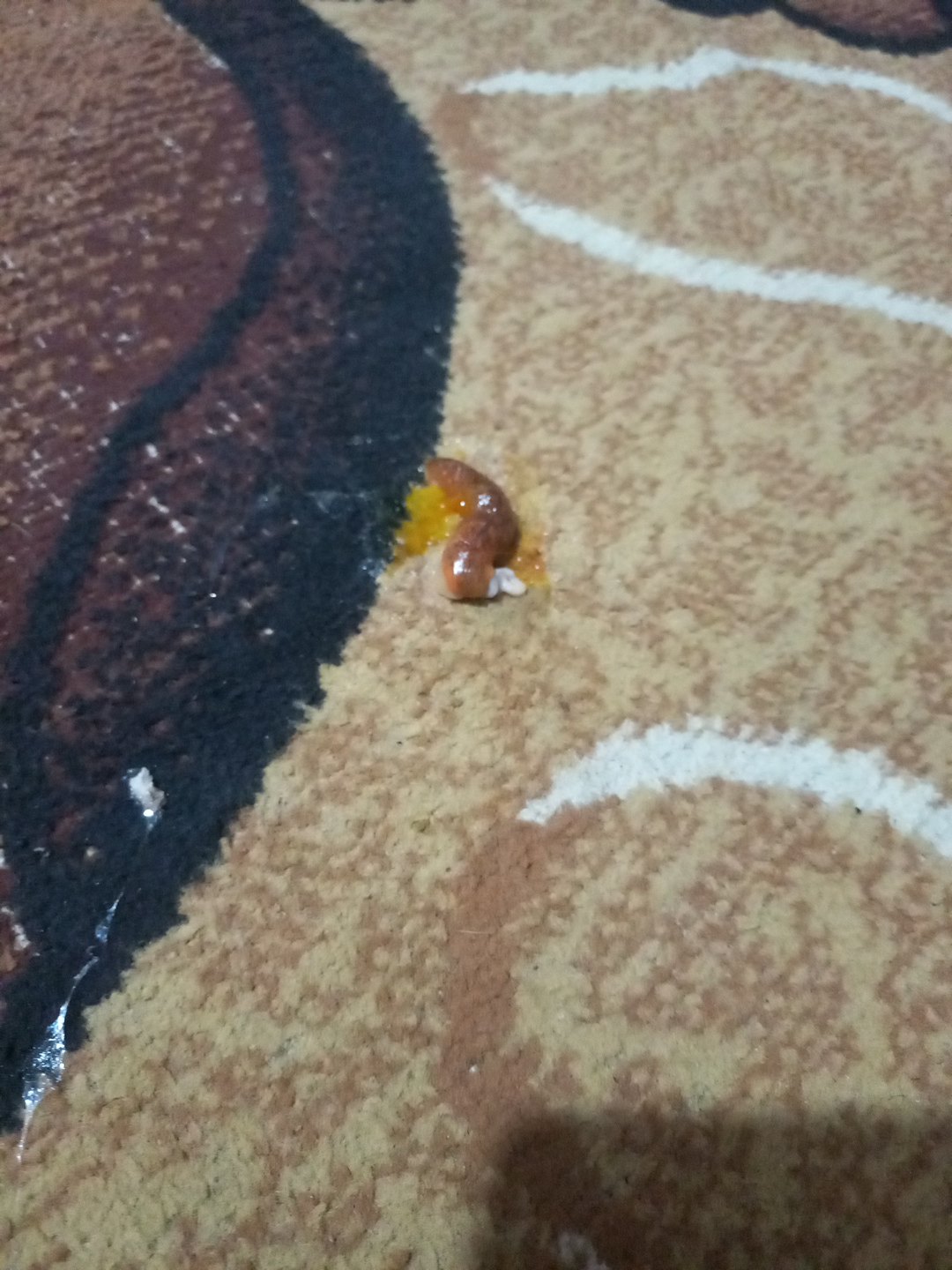 Slug (Gastropoda) featured animal image on AnimalDex