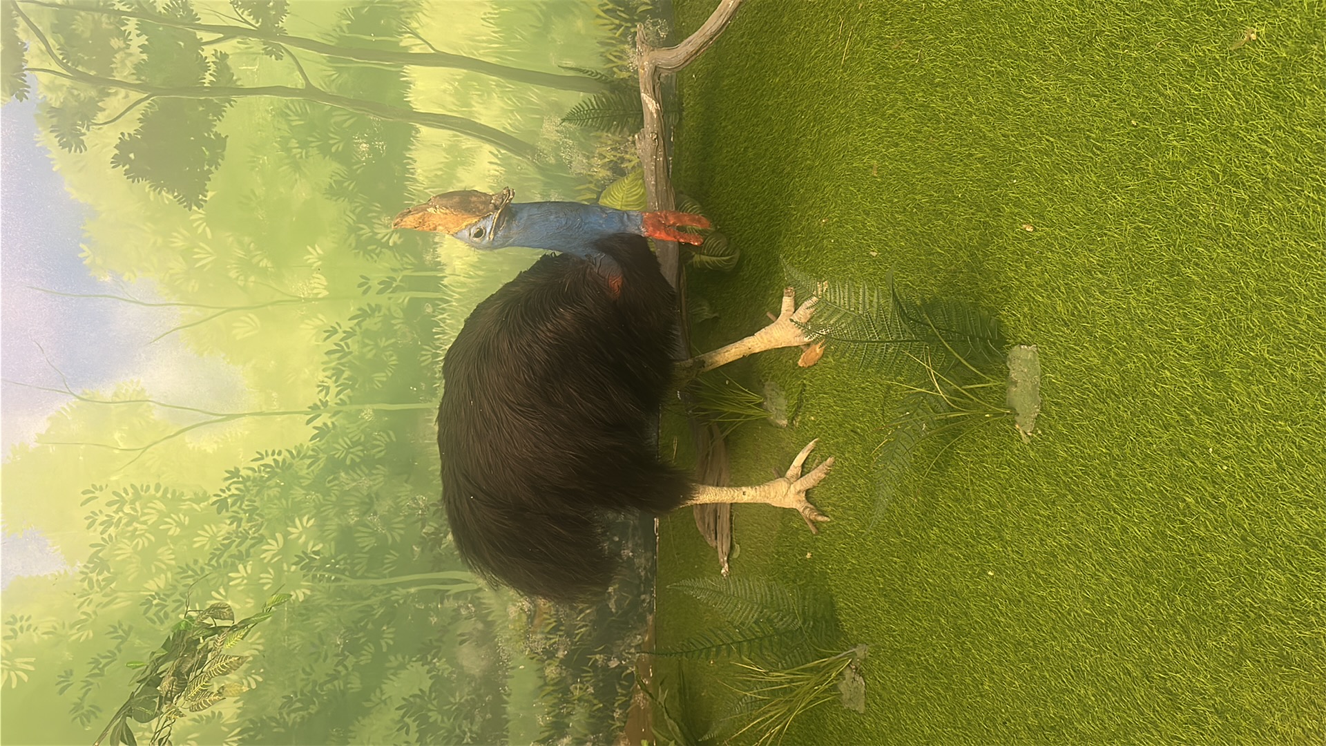 Southern Cassowary (Casuarius casuarius) featured animal image on AnimalDex