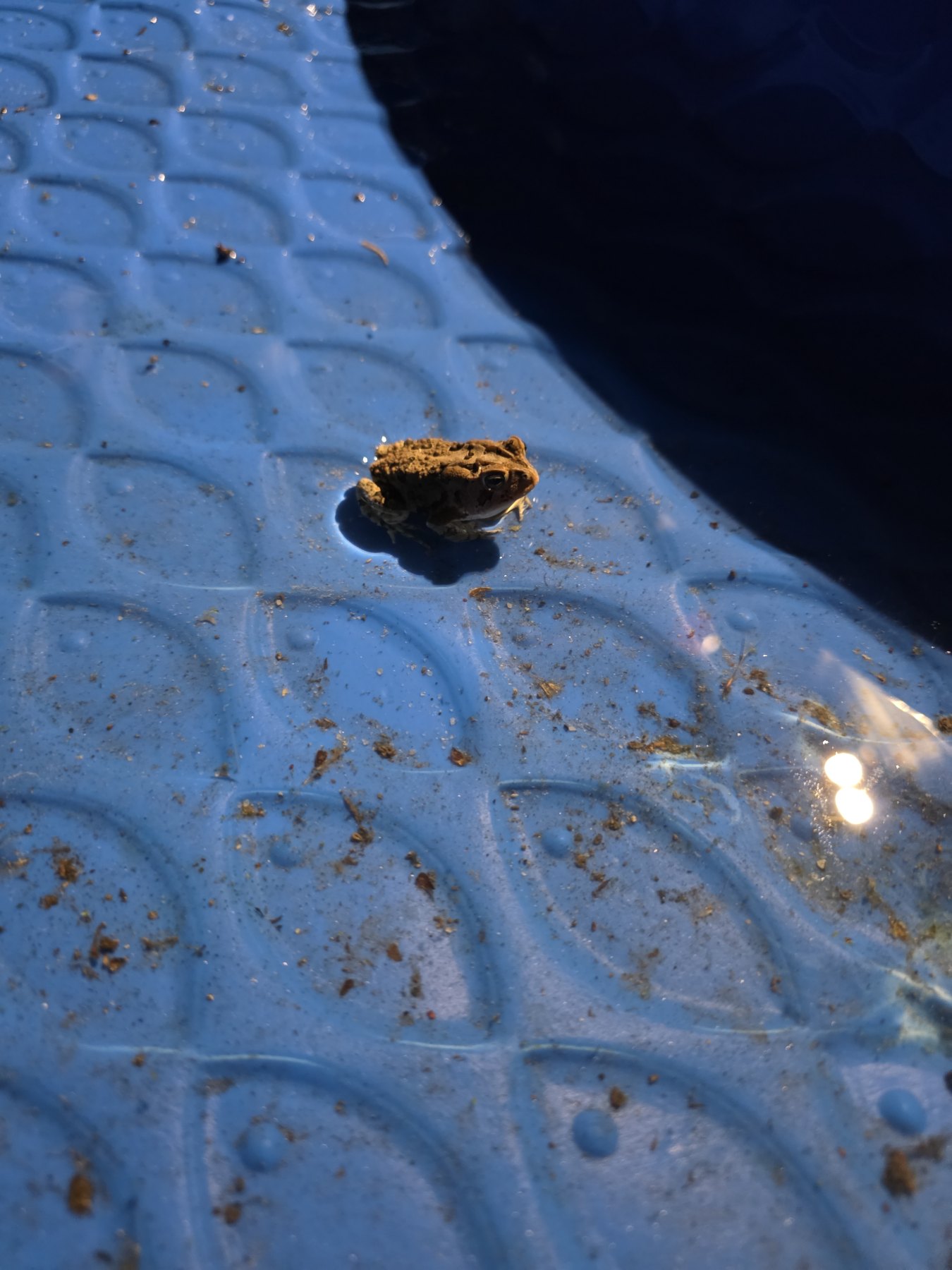 Southern Toad (Anaxyrus terrestris) featured animal image on AnimalDex