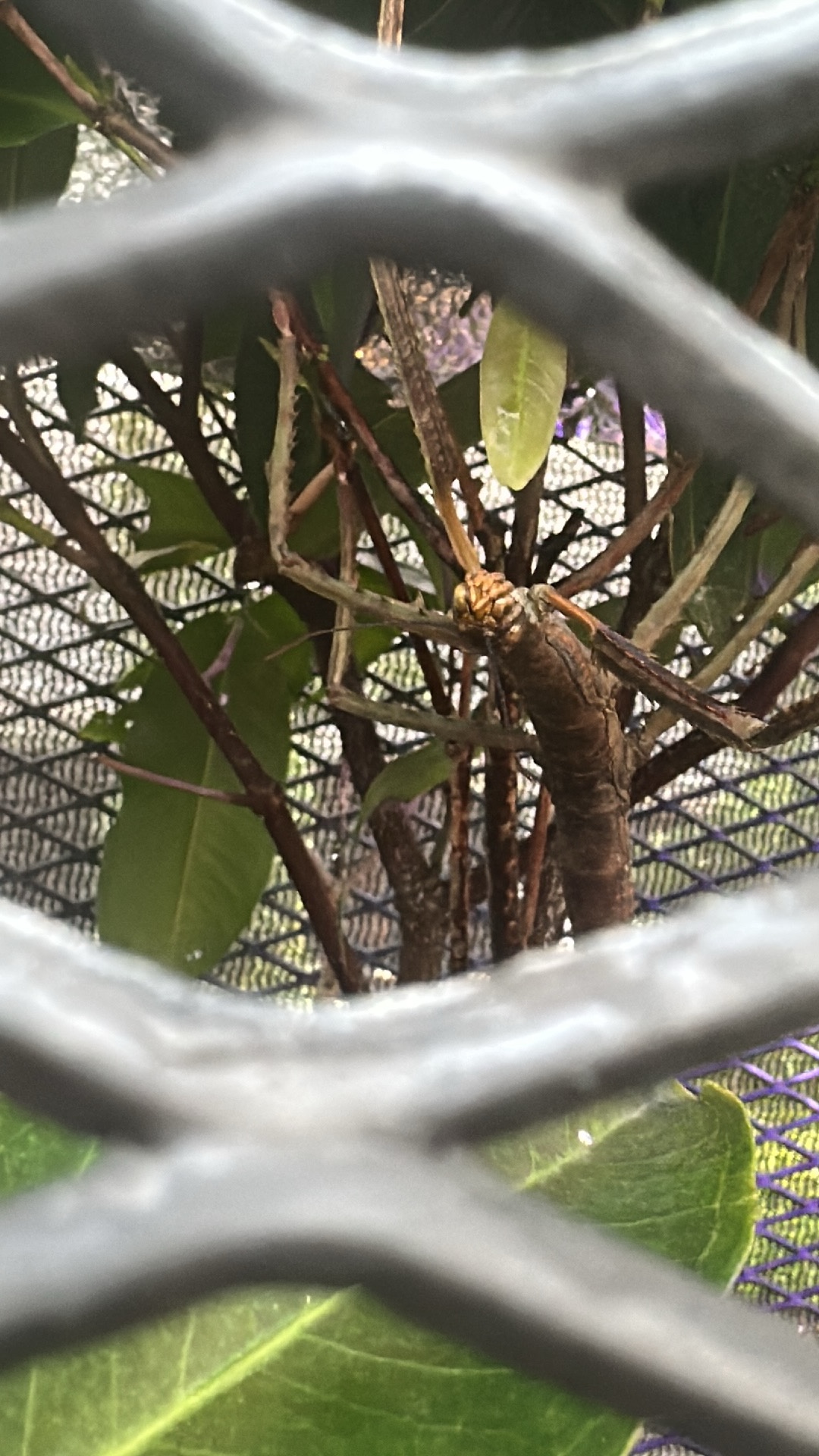 Stick Insect (Phasmatodea) featured animal image on AnimalDex