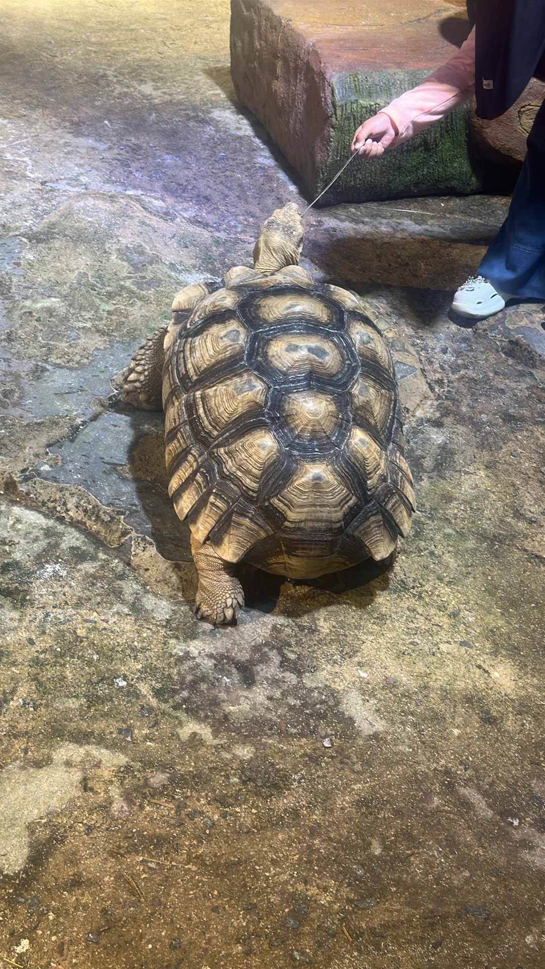 Sulcata Tortoise (Centrochelys sulcata) thumbnail image on AnimalDex