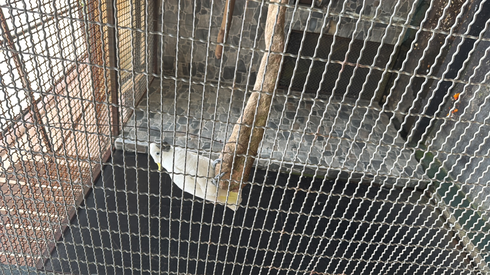 Sulphur-crested Cockatoo (Cacatua galerita) featured animal image on AnimalDex