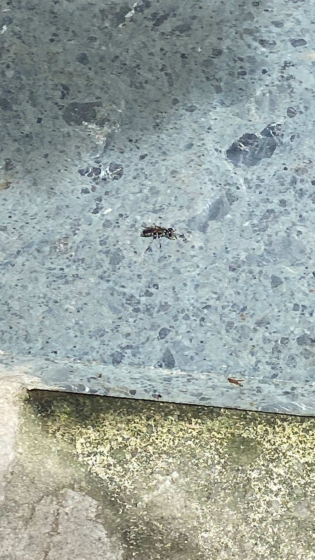 Thread-waisted wasp (Sphecidae) featured animal image on AnimalDex
