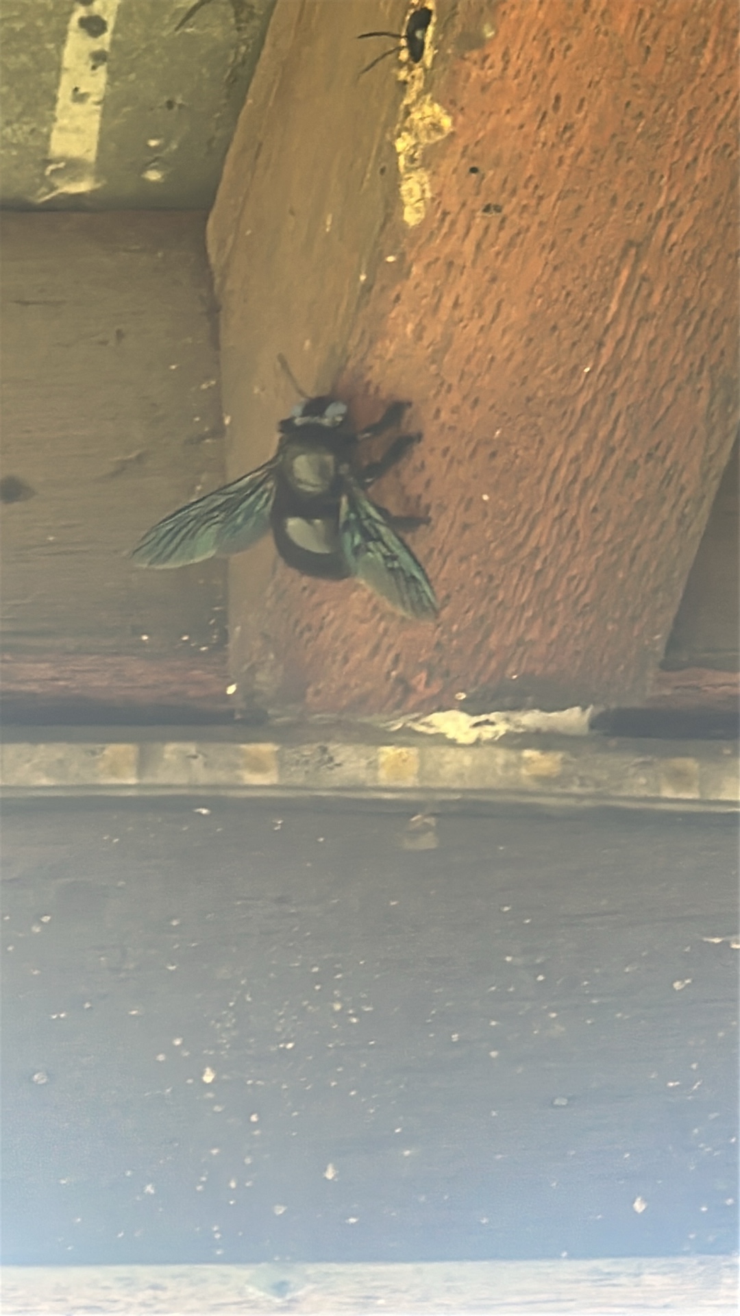 Tropical Carpenter Bee (Xylocopa latipes) featured animal image on AnimalDex