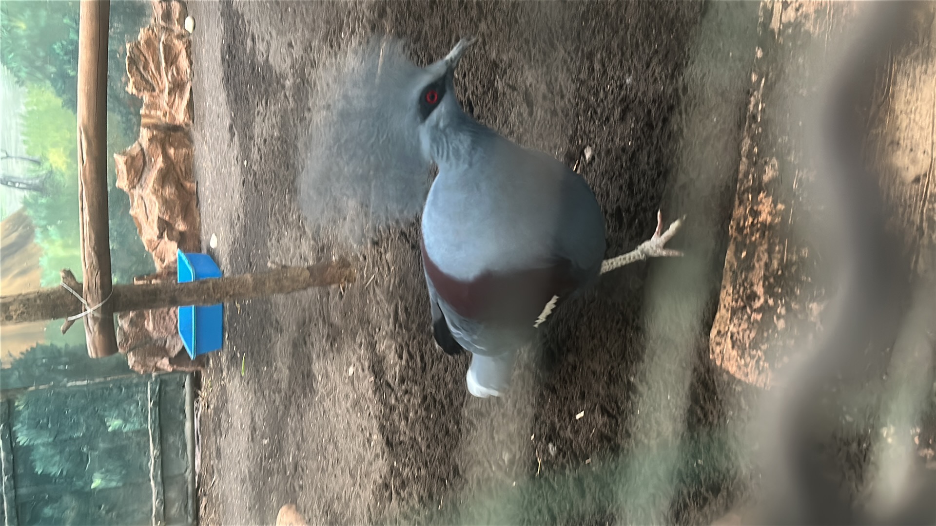 Victoria Crowned Pigeon (Goura victoria) featured animal image on AnimalDex