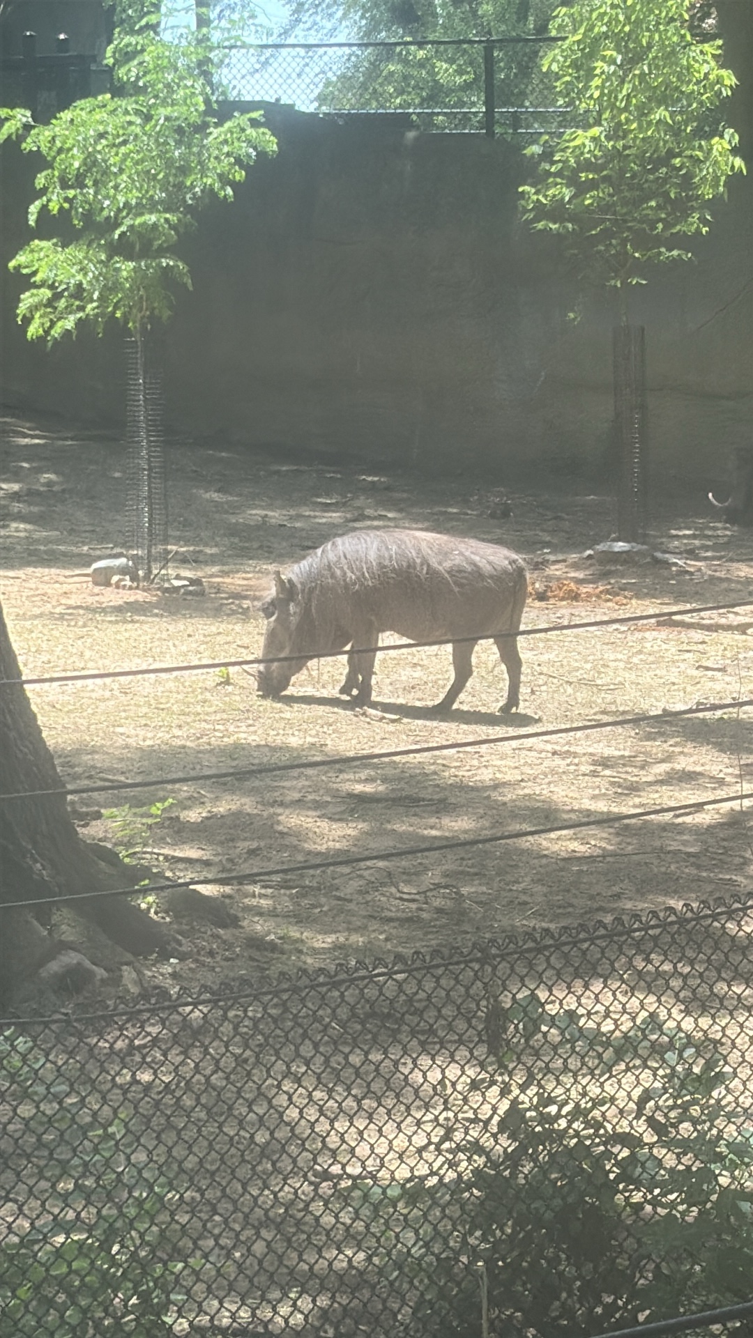 Common Warthog (Phacochoerus africanus) featured animal image on AnimalDex