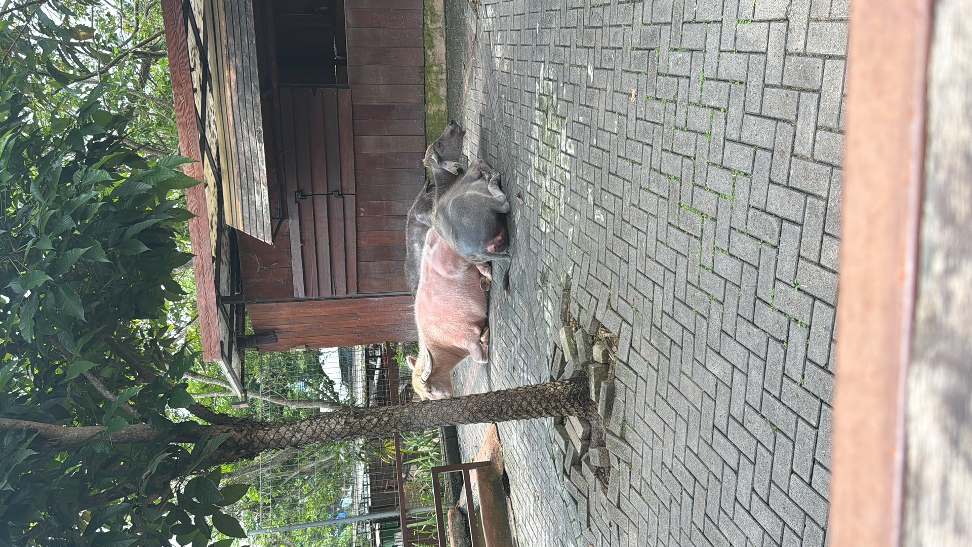 Water Buffalo (Bubalus bubalis) featured animal image on AnimalDex