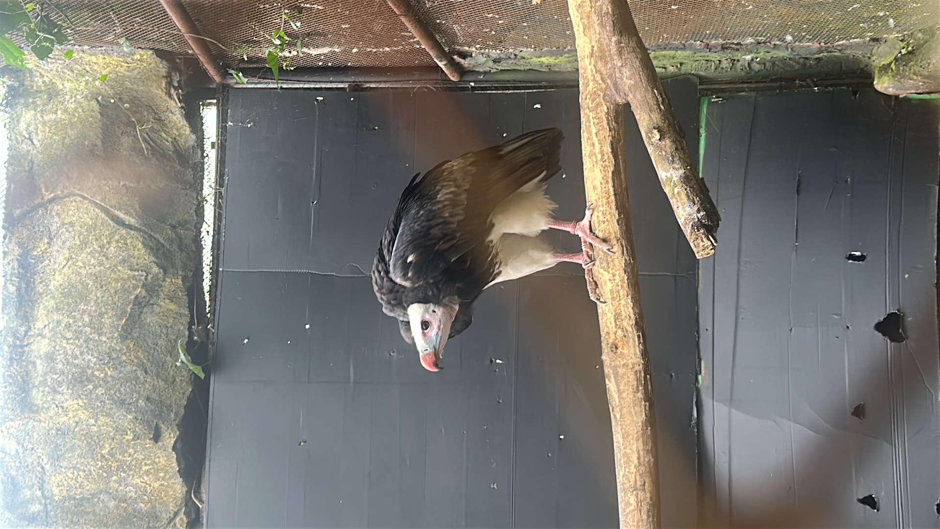 White-headed Vulture (Trigonoceps occipitalis) thumbnail image on AnimalDex
