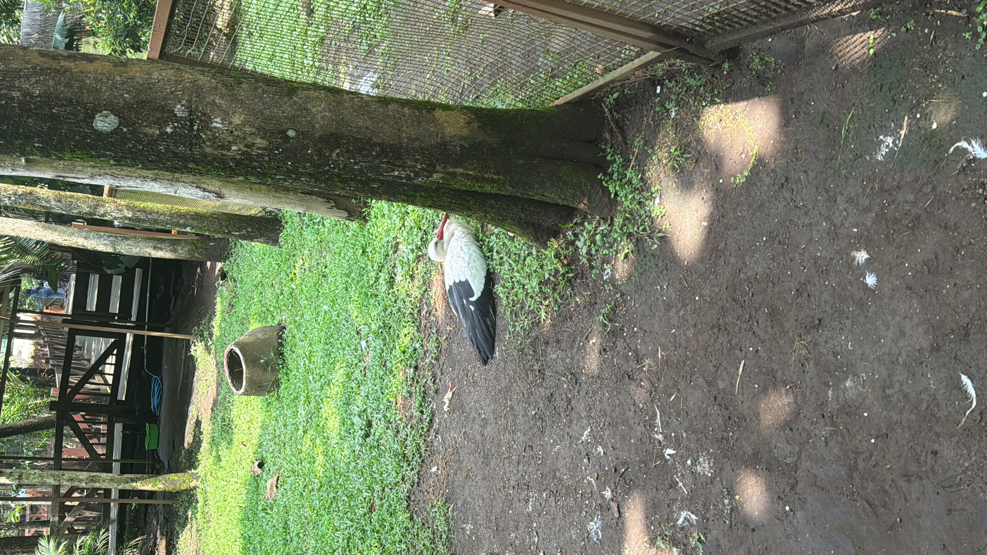 White Stork (Ciconia ciconia) thumbnail image on AnimalDex