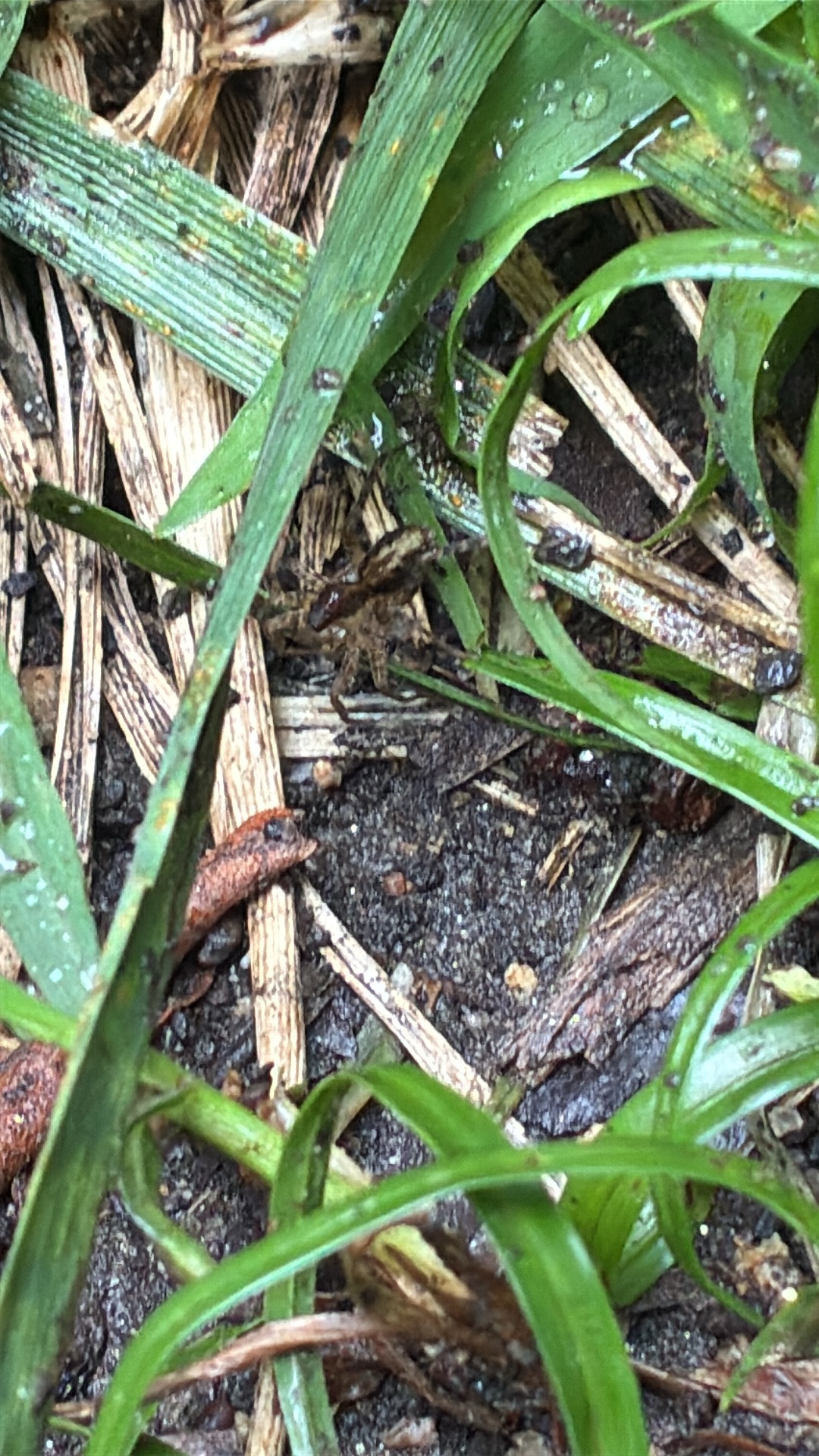 Wolf Spider (Lycosidae) featured animal image on AnimalDex