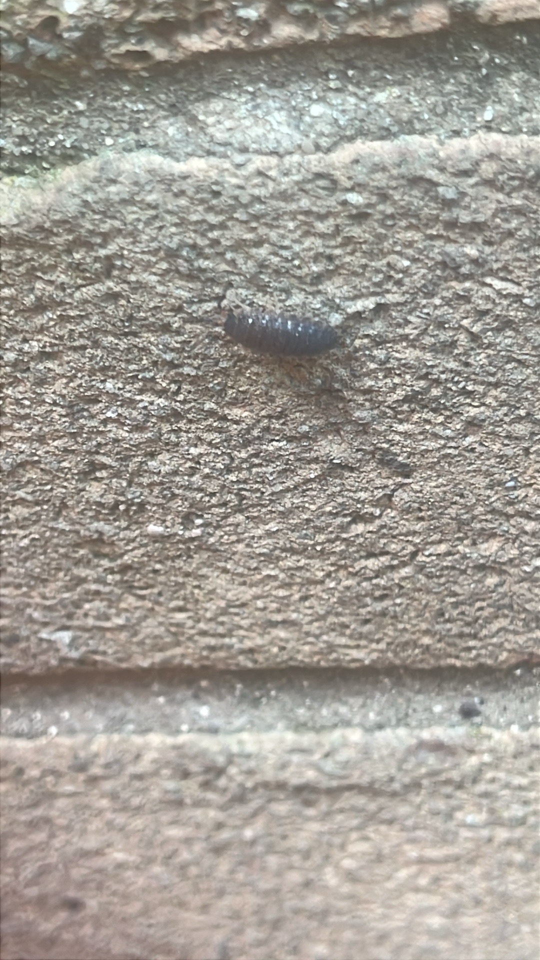 Woodlouse (Oniscidea) featured animal image on AnimalDex